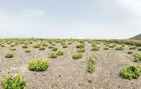 White Grape Οία